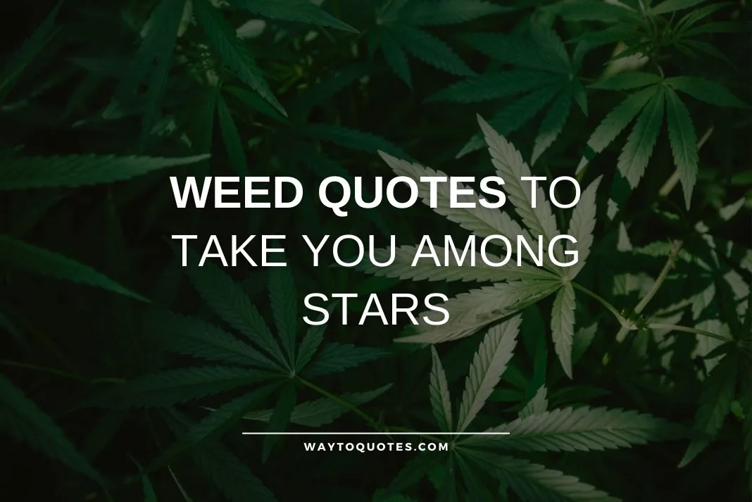 Weed Quotes